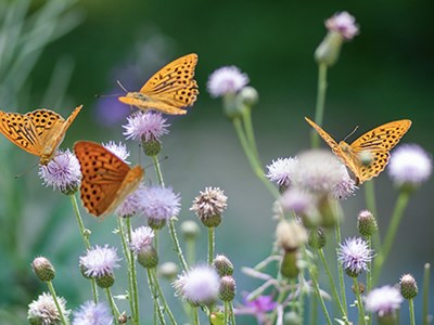 Photo of butterflies landing on flowers