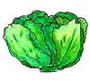 lettuce