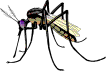 mosquito