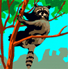 raccoon