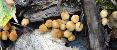 Cluster of small brown mushrooms growing among decaying leaves and wood, illustrating fungal diversity for an Introduction to Mycology course.