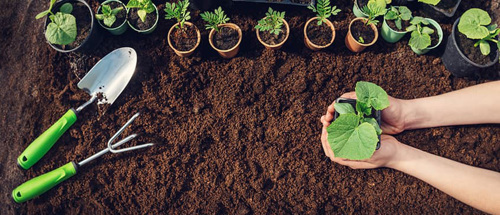Hands holding a young vegetable seedling over rich soil with gardening tools and potted plants nearby, illustrating beginner-friendly vegetable propagation.