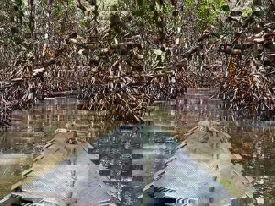Skiff on a swamp river with defoliated trees
