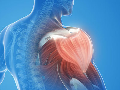 An anatomical illustration of a human upper body highlights the muscles and spine.