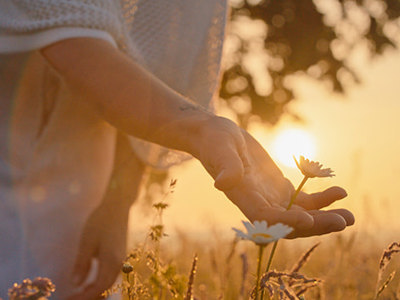 Person gently holding a daisy in a sunlit meadow at sunset, symbolizing renewal, mindfulness, and seasonal harmony during springtime.