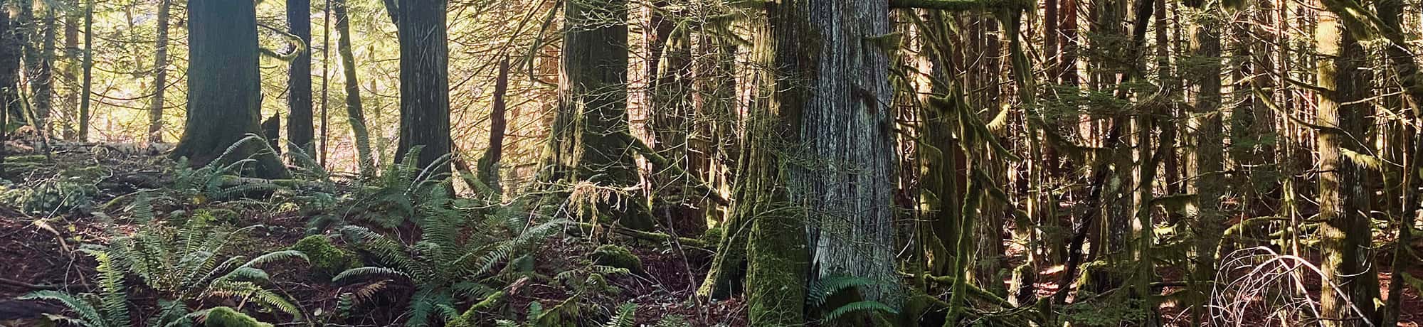 Growth on a rainforest floor years after a wildfire