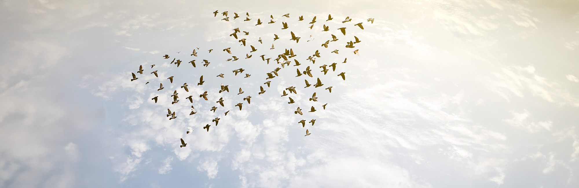 A flock of birds flying in a coordinated arrow formation against a bright sky, symbolizing teamwork, direction and leadership.