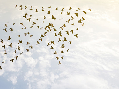 A flock of birds flying in a coordinated arrow formation against a bright sky, symbolizing teamwork, direction and leadership.