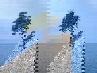 a lone resilient tree thriving on a rocky outcropping overlooking the sea on a sunny day