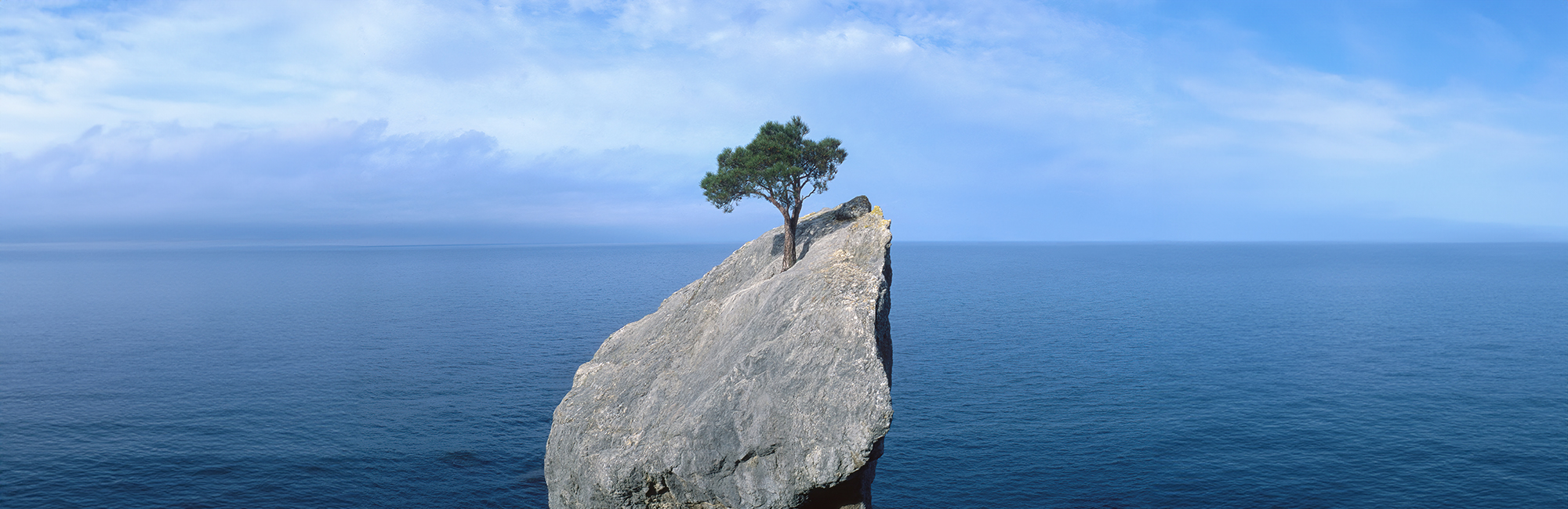 a lone resilient tree thriving on a rocky outcropping overlooking the sea on a sunny day