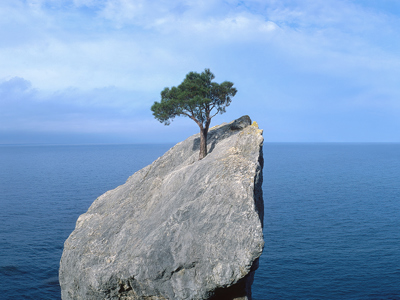 a lone resilient tree thriving on a rocky outcropping overlooking the sea on a sunny day