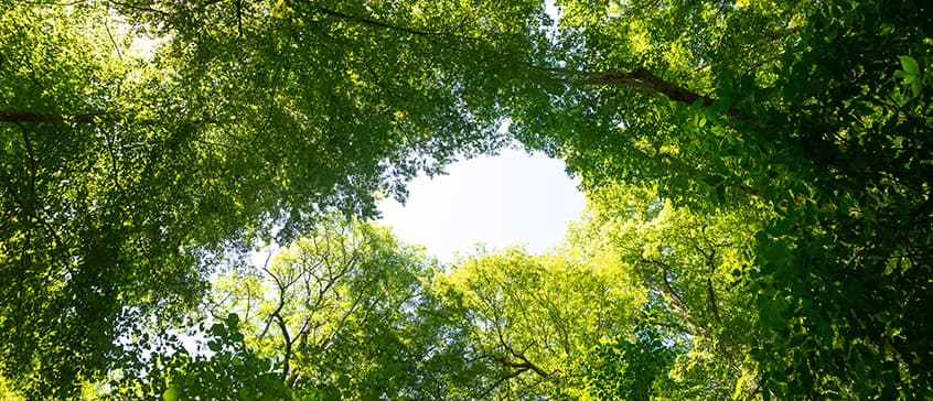 Upward view through a natural canopy of lush green tree branches creating an opening to bright sky above, symbolizing growth, healing, and hope in harm reduction nursing practice.