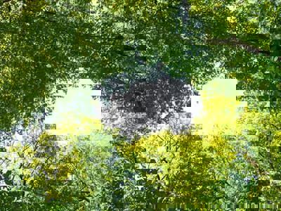 Upward view through a natural canopy of lush green tree branches creating an opening to bright sky above, symbolizing growth, healing, and hope in harm reduction nursing practice.