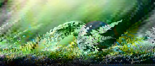 A clear glass globe, etched with the continents of Earth, sits nestled in vibrant green moss and ferns, bathed in soft, ethereal sunlight filtering through the background foliage. The image evokes a sense of environmental harmony and sustainability.