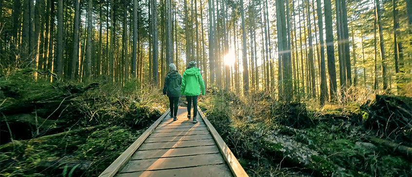 Two people walking on a boardwalk in a beautiful west coast forest. 