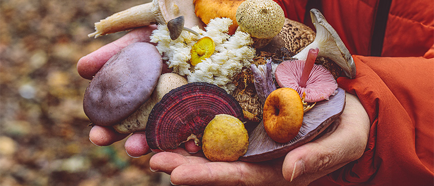 Closeup of different mushroom varieties in someones hand.