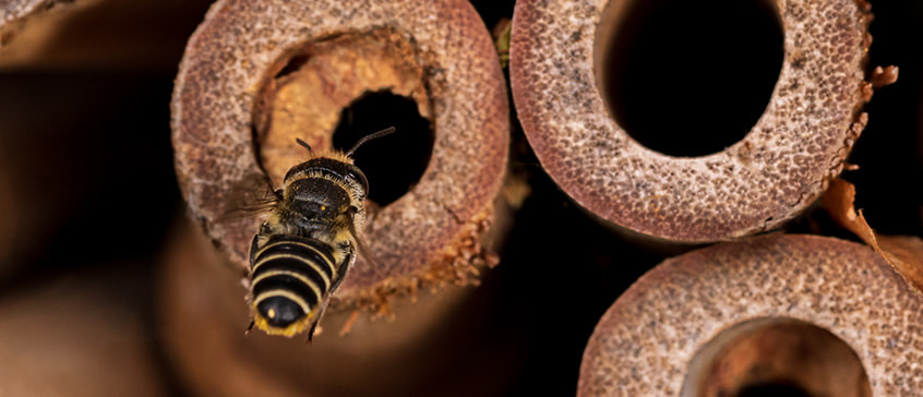 Close-up of a black and yellow striped mason bee emerging from a round nesting hole in a bee house made of drilled wood or reeds, demonstrating native pollinator habitat for spring garden pollination.