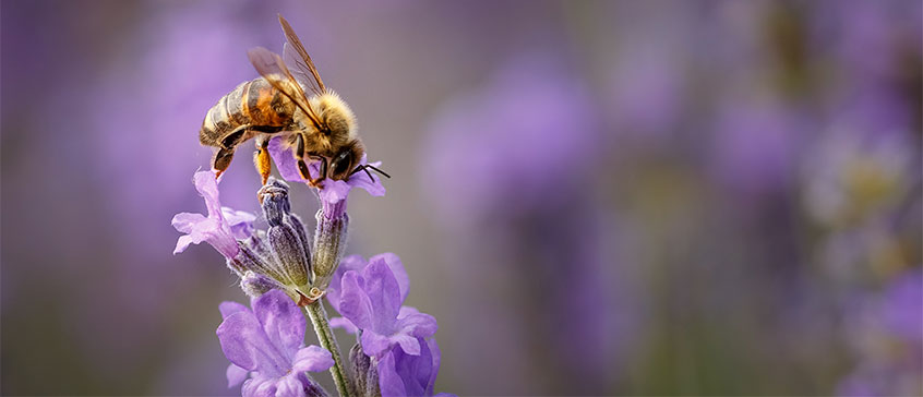 Photo of bee on top of flower. 