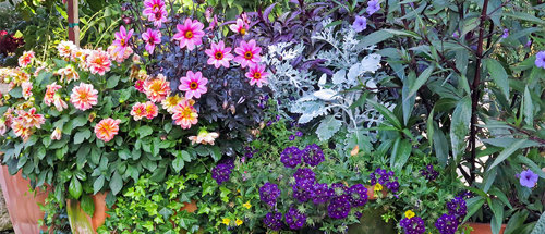 Photo of flowers in a garden.