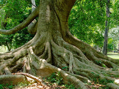 Tree with deep roots.