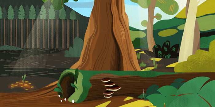 Digital illustration showing the base of a large tree trunk with layered brown bark texture. White bracket fungi grow from the trunk's side, surrounded by green foliage and forest undergrowth. A wooden fence is visible in the background among other trees in this woodland scene.