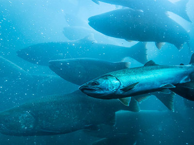 Fish swimming under water