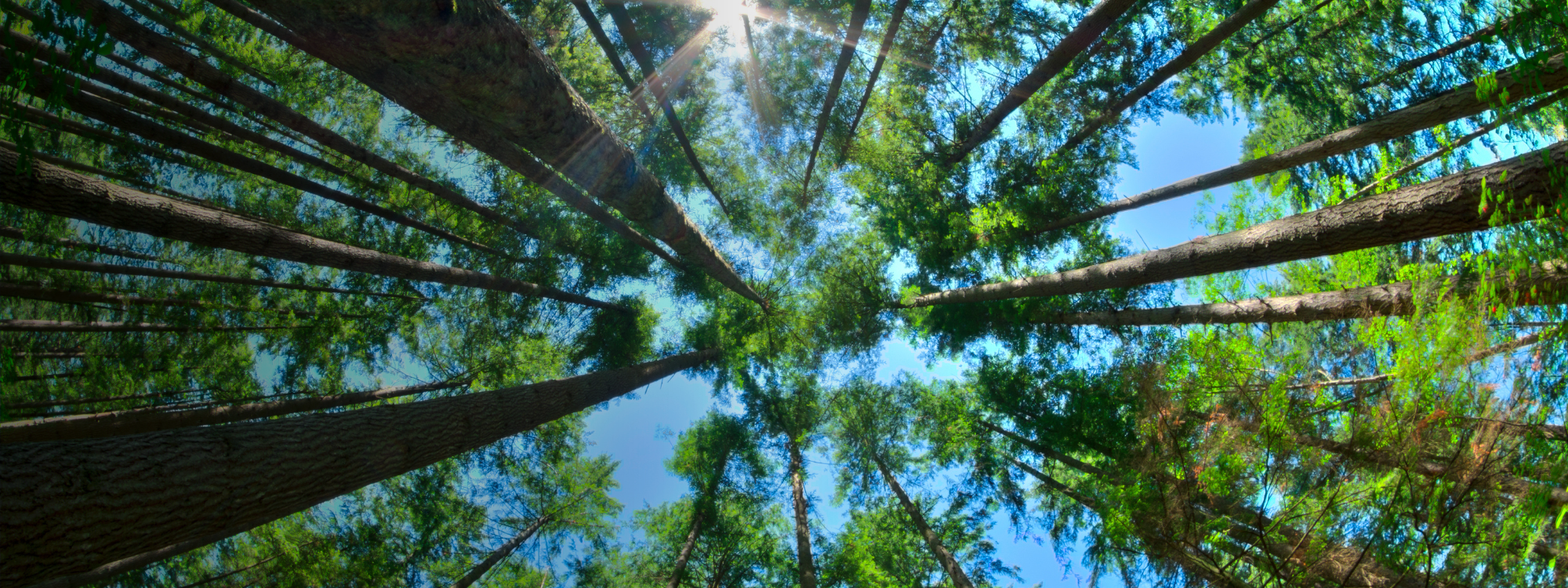 Fisheye HDR view looking directly up in dense Canadian pine forest with sun glaring in clear blue sky as trees reach for the sky.