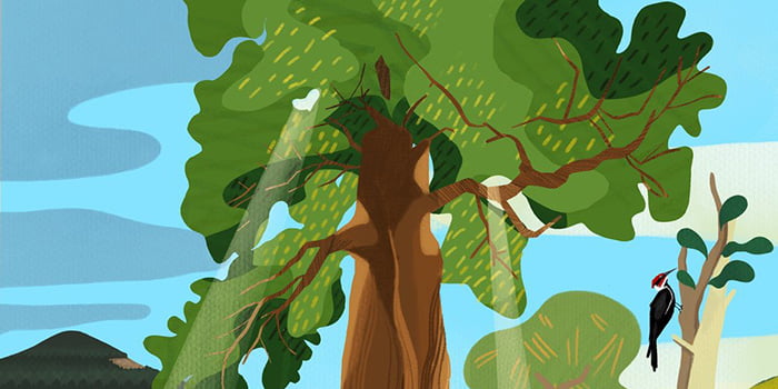 Stylized illustration of a large tree with a thick brown trunk and lush green canopy against a blue sky with white clouds. A red-headed woodpecker perches on a thin branch to the right, with rolling green hills visible in the background.