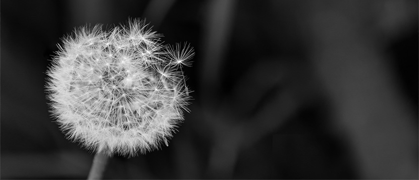 Dandelion on a black background. 