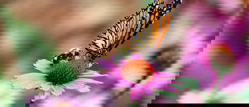 Monarch butterfly and bumblebee perched on a vibrant pink coneflower, illustrating pollinator-friendly gardening and biodiversity in a natural setting.