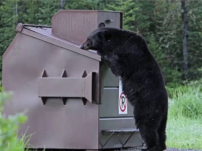 Photo of a bear looking into a dumpster