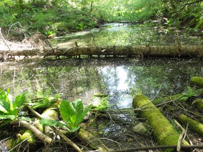 Canoe Pond